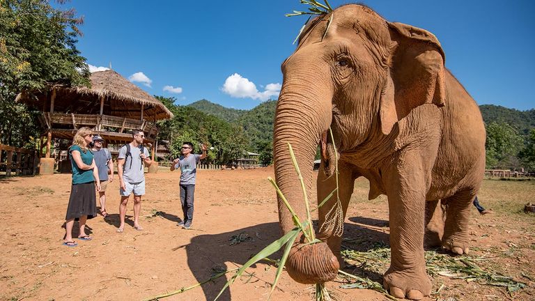 Intrepid Travel has researched the most ethical options for seeing elephants.