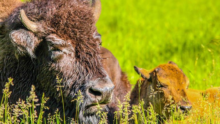 In Alberta, clients can get close to bison in the wild.