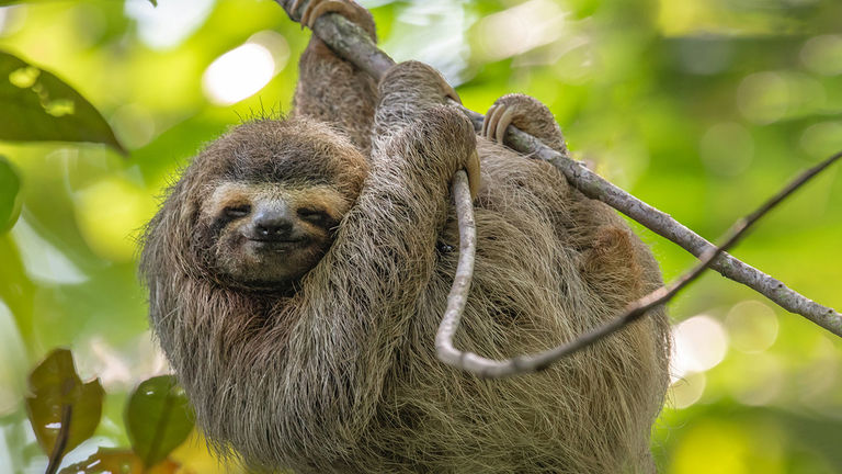 Costa Rica has limited tourists’ contact with wildlife, such as sloths.