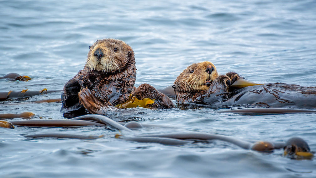 What to Do With Kids in Monterey, California
