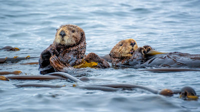 Visitors can learn about and spot sea otters in Monterey.