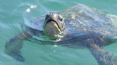 Kawela Bay is frequented by numerous green sea turtles, and they are easily spotted when kayaking or paddleboarding.