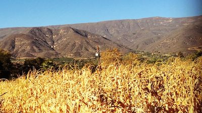 Surrounded by orchards and mountains, Ojai, Calif., is known for its serene beauty. // © 2014 Chelsee Lowe