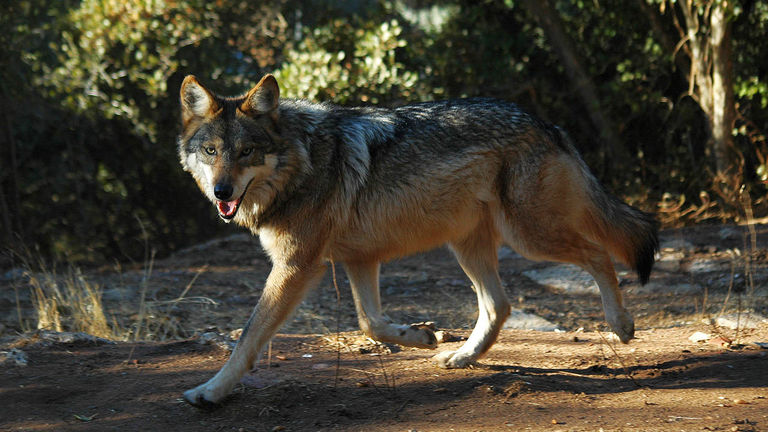 California Wolf Center's El Lobo Tour focuses on the recovery of the critically endangered Mexican gray wolf.