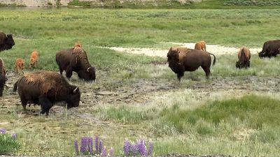 A bison family, including babies, eat grass in Hayden Valley. // © 2015 Chelsee Lowe