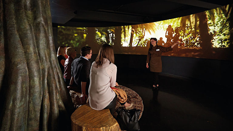 York’s Chocolate Story tour-goers will view a film that traces the origins of chocolate.
