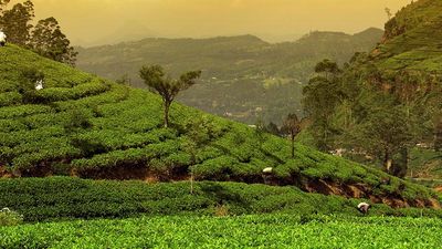 An Inside Look at Intrepid Travel's Family's Tour of Sri Lanka