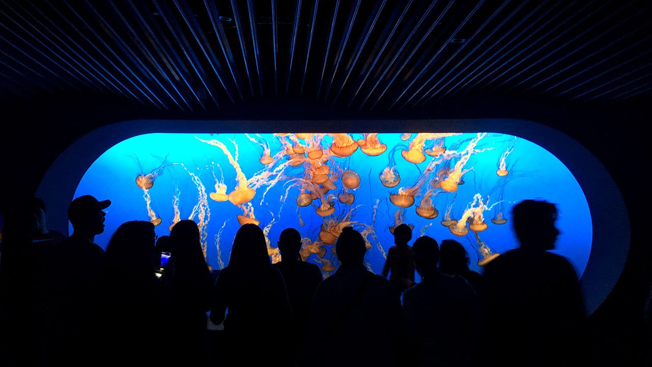 The Open Sea exhibit provides a look at ocean creatures such as stinging sea nettle jellyfish.