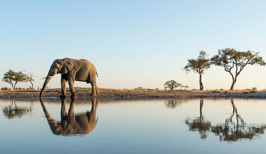 What To Know Before Planning A Safari In Botswana | TravelAge West