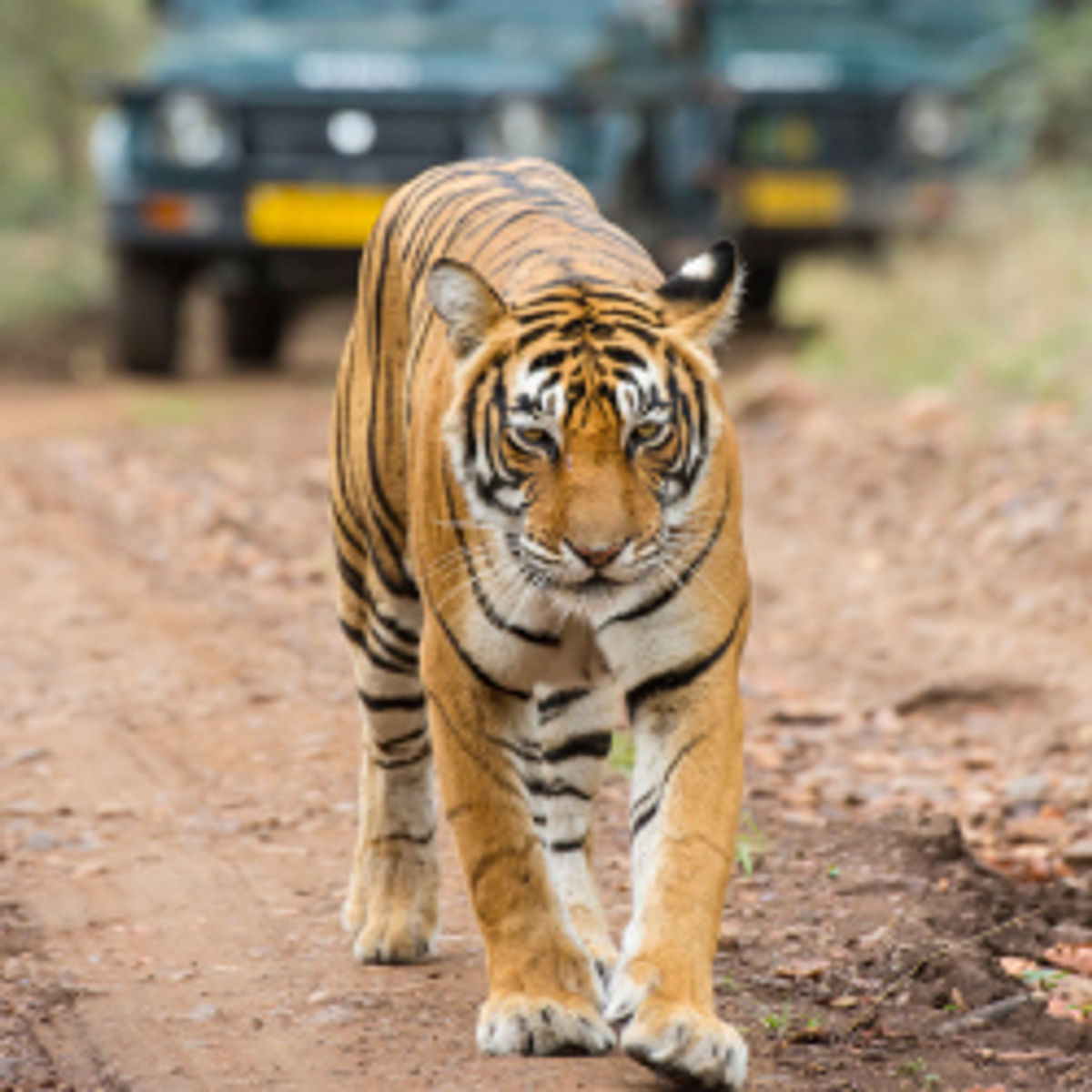 4 Top Places To See Animals In India TravelAge West 4 Top Places To See Animals In India TravelAge West