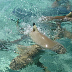 Blacktip reef sharks are generally docile and disinterested in humans. // © 2013 Skye Mayring Blacktip reef sharks are generally docile and disinterested in humans. // © 2013 Skye Mayring