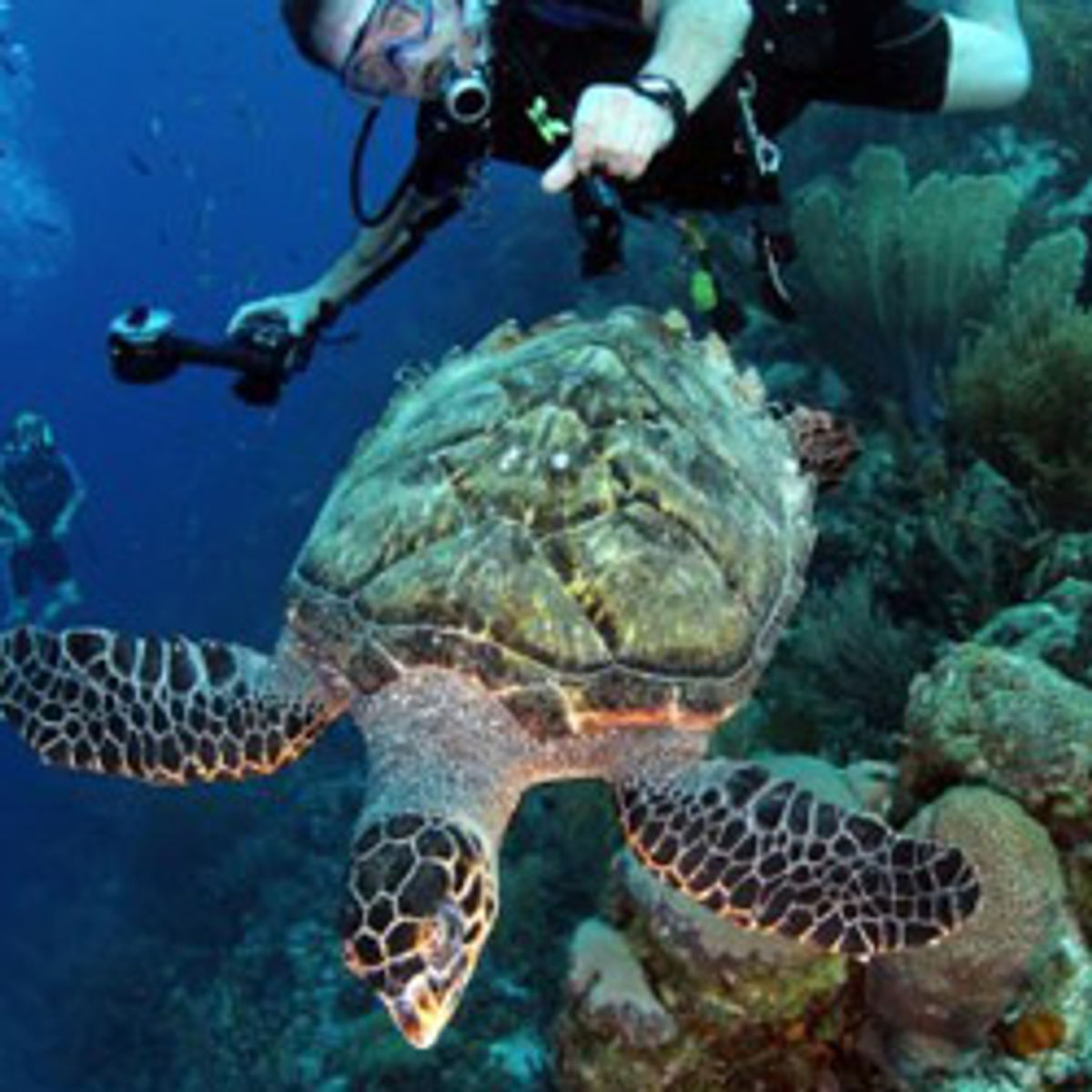 The Best Dive Spots in Curacao TravelAge West