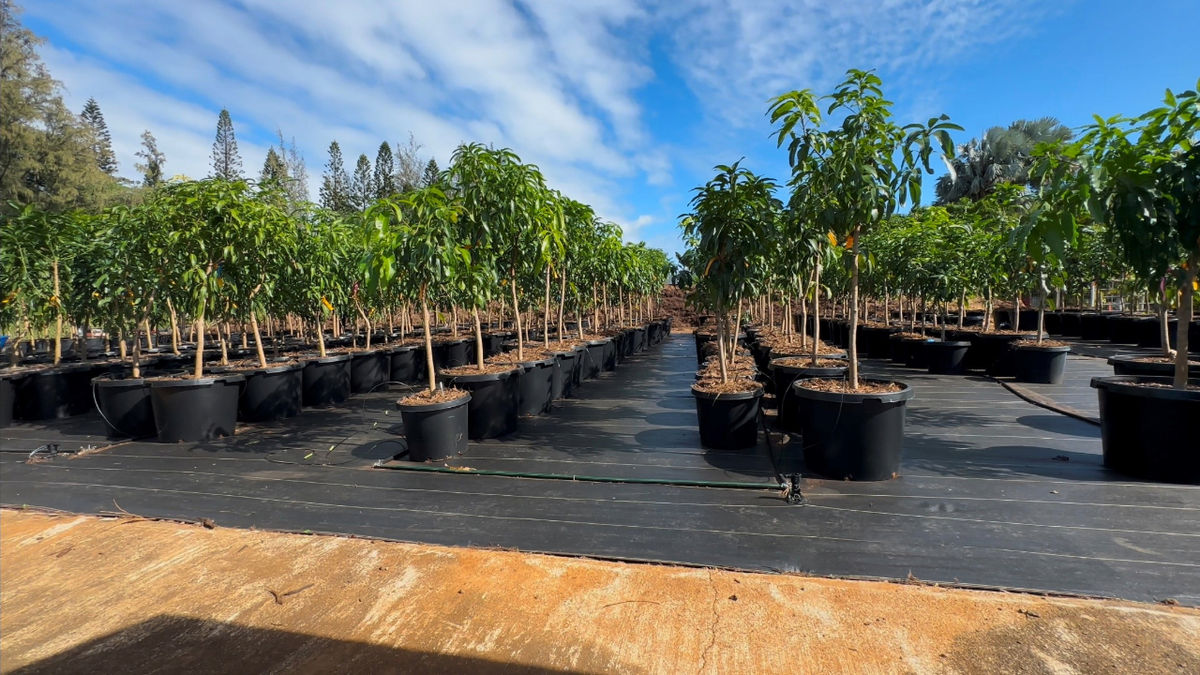 Treecovery Hawaiiが火災回復でマウイをどのように支援しているか
