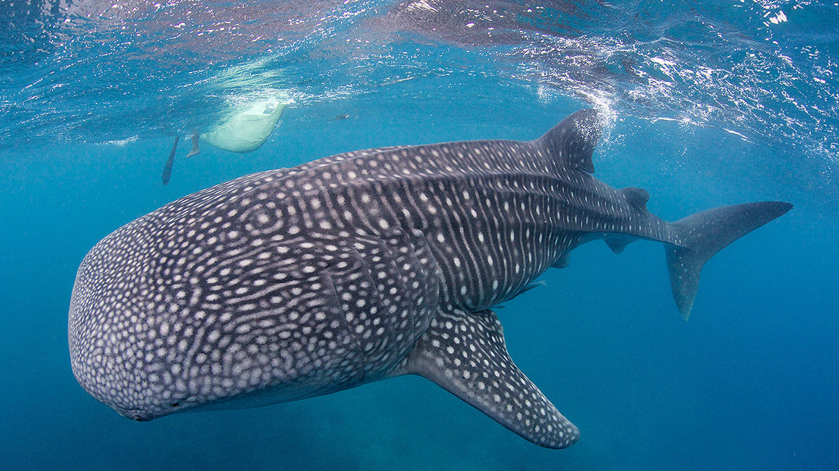 WATCH: Florida boat party visited by whale shark