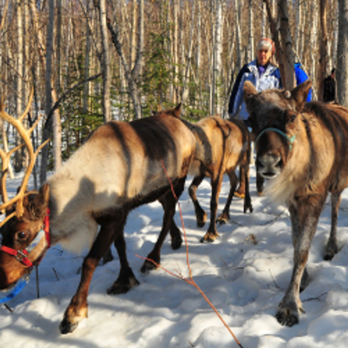 Playful Tours at Running Reindeer Ranch | TravelAge West