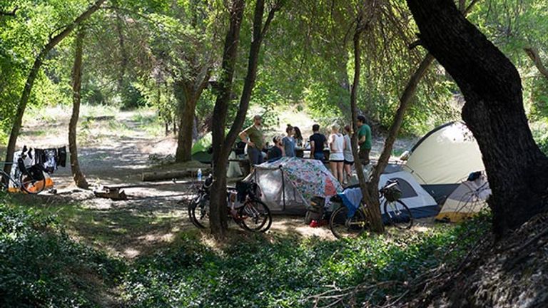 are dogs allowed in angelenos forest