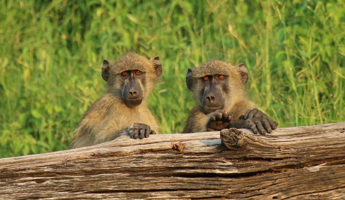 Review: Southern Africa Adventure With John Hall’s Alaska