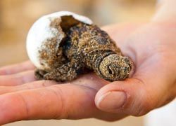 TRAVEL LOG - Los Cabos, Mexico,// © 2011 thinkstock a