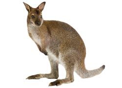 Kids can get up close to a wallaby Down Under.// © 2011 istockphotos