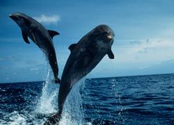 Vancouver Aquarium // © 2011 Tom Brakefield