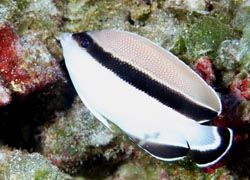 A Bandit Angelfish // © 2011 Waikiki Aquarium