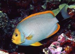 A male Masked Angelfish // © 2011 Waikiki Aquarium