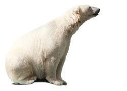 Polar Bear// © 2012 thinkstock Polar Bear// © 2012 thinkstock
