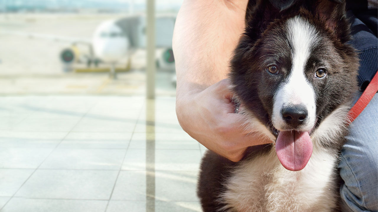 Air france store emotional support dog