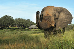 Because of the reserve’s location, game animals are constantly passing the MalaMala camps. // (c) Malamala Game Reserve