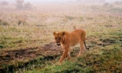 Maasai Mara National Reserve // (c) 2009