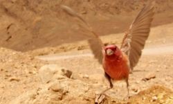 Bird watching // © 2009 Ankit Solanki