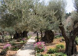 Mount of Olives // © 2010 Janice Mucalov