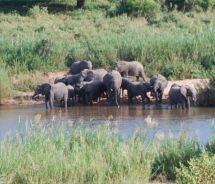 Viewing elephants from the Ivory Lodge // (c) 2010 Viewing elephants from the Ivory Lodge // (c) 2010
