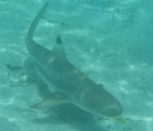 Swimming with the sharks in Palau // (c) 2008 Monica Poling Swimming with the sharks in Palau // (c) 2008 Monica Poling