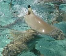 Tahiti’s blacktip reef sharks are not considered to be a danger to swimmers. // © 2011 Skye Mayring Tahiti’s blacktip reef sharks are not considered to be a danger to swimmers. // © 2011 Skye Mayring