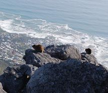 Dassies looking out at Table Bay // © 2010 Janeen Christoff Dassies looking out at Table Bay // © 2010 Janeen Christoff