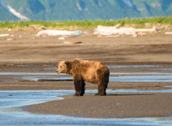 The best time to see brown bears in Alaska is July through August, during salmon season. // (c) Marshmallow