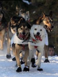 Iditarod Trail // (c) 2009