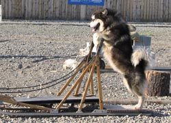 Hugo, the star of Snow Buddies, acts like a musher during the WildRide Sled Dog Rodeo.