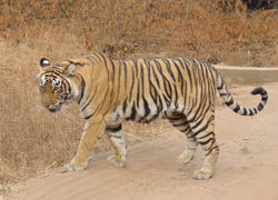 090608india_b