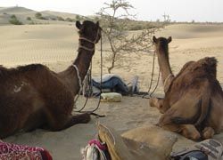 Camel safaris allow clients to explore India’s Thar Desert.// (C) 2009 Christina Tse