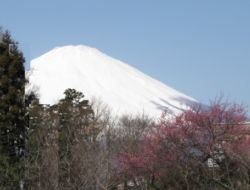 Mt. Fuji from the Chichibu No Miya Memorial Park // (c) 2009 Monica Poling