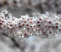 Ueno Park // © 2011 Shibuya246 Ueno Park // © 2011 Shibuya246
