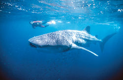 Diving with whale sharks in Ningaloo Reef Marine Park // (c) Amber Cook