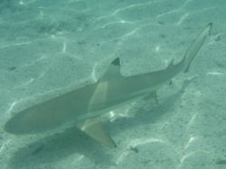 Sharks at Palau's Big Drop Off // (c) 2008