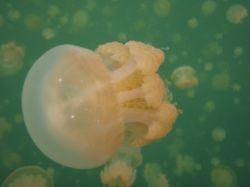 Palau's Jellyfish Lake // (c) 2008
