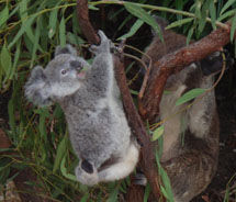 Oprah the Koala // (c) 2011 Janeen Christoff