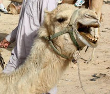 Camel riding through a Bedouin camp is one way to traverse the Israeli desert. // © 2011 Mindy Poder