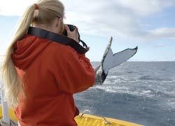 Humpback whales return to Maui’s waters each year.// (C) 2009 Pacific Whale Foundation
