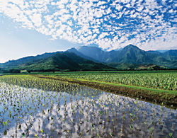 The Haraguchis have 55 acres of taro fields. // (c) Sue Boynton, David Boynton Photography The Haraguchis have 55 acres of taro fields. // (c) Sue Boynton, David Boynton Photography